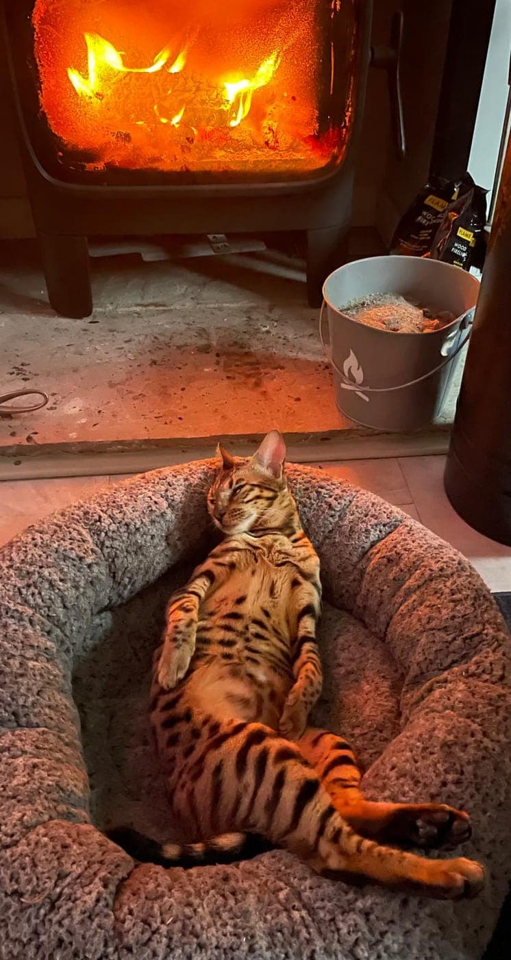A Bengal cat relaxing by a warm fire at home