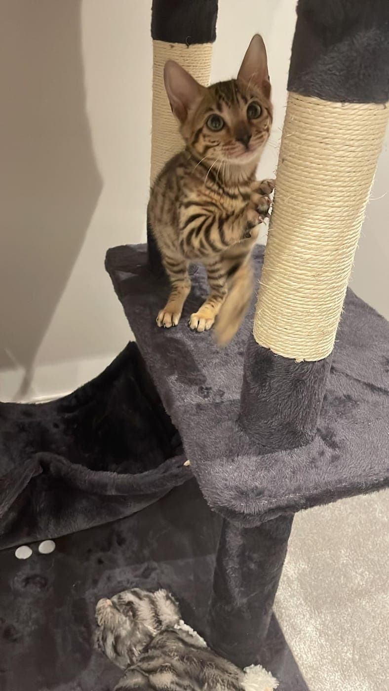A Bengal kitten playing on a cat tree
