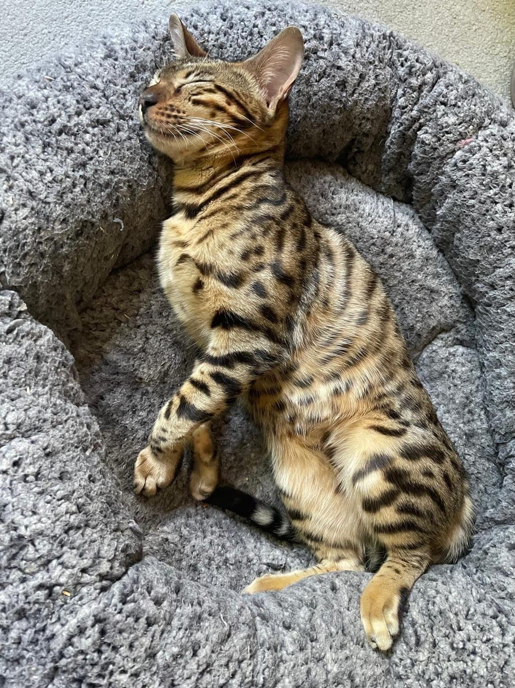 A Bengal cat sleeping comfortably in its bed at home