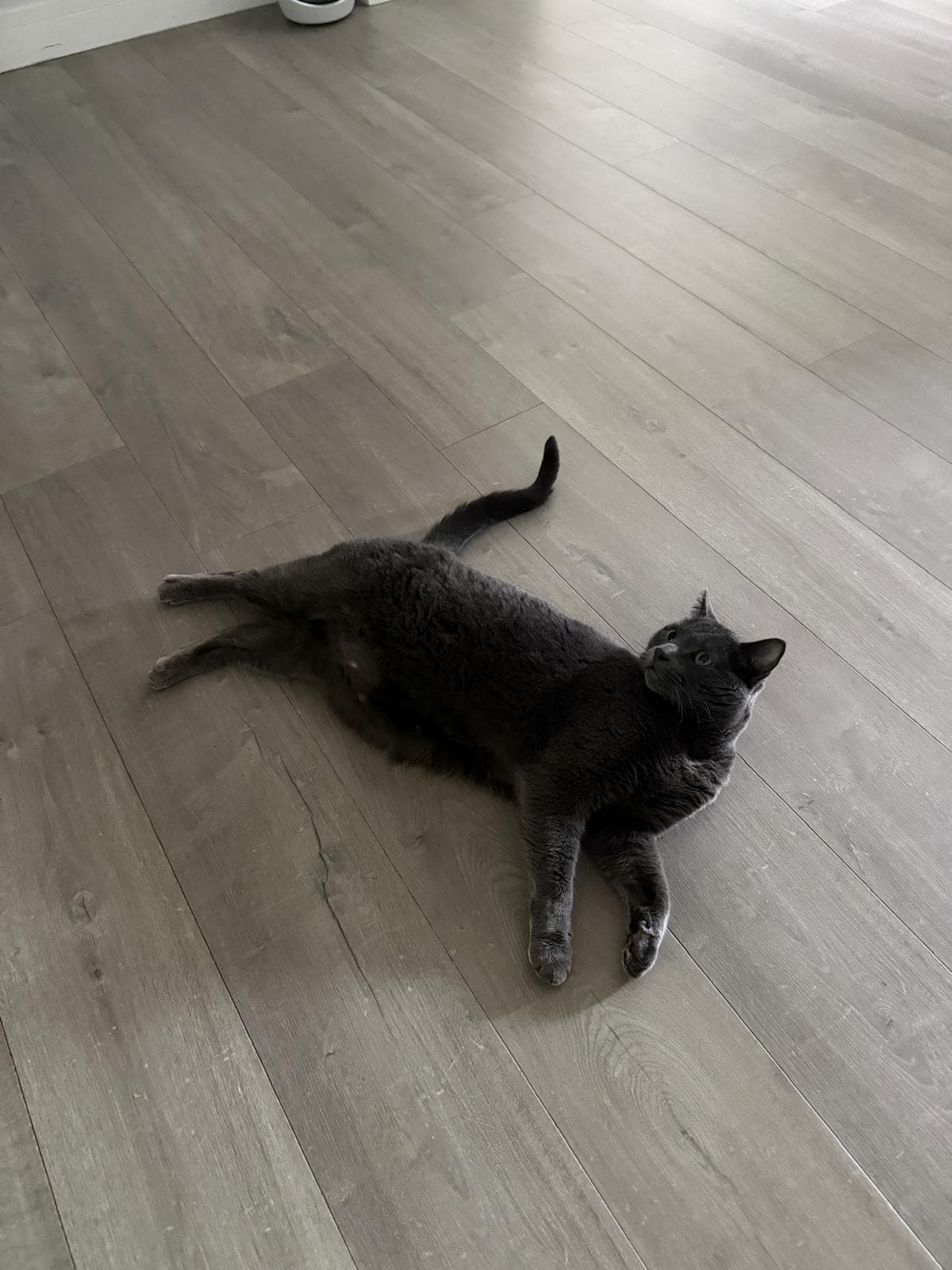 A grey cat stretched out on a wooden floor at home