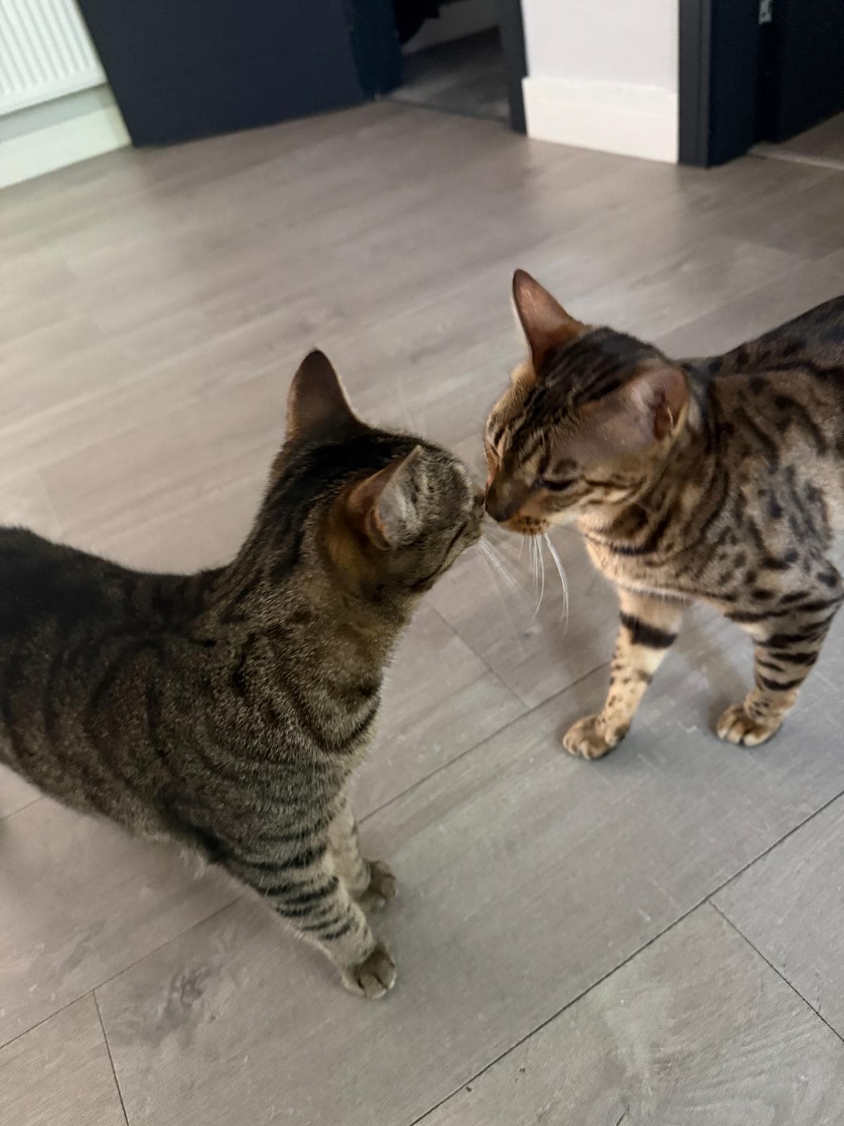 Two cats greeting each other nose to nose at home