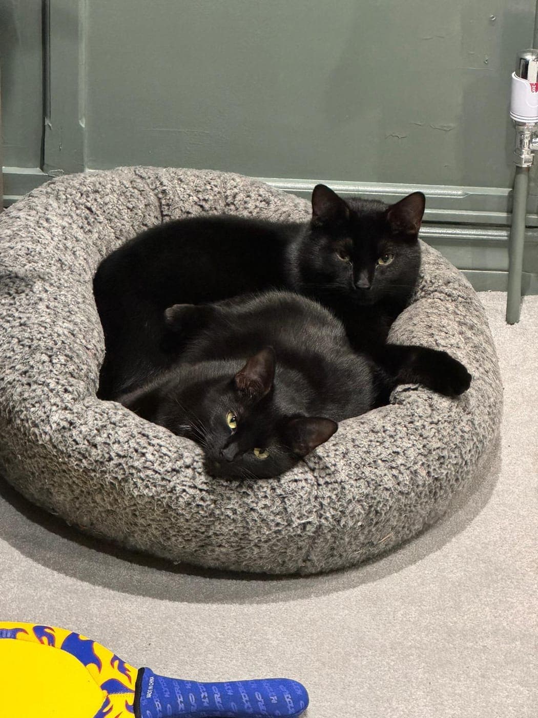 Two black cats resting together in a cosy bed