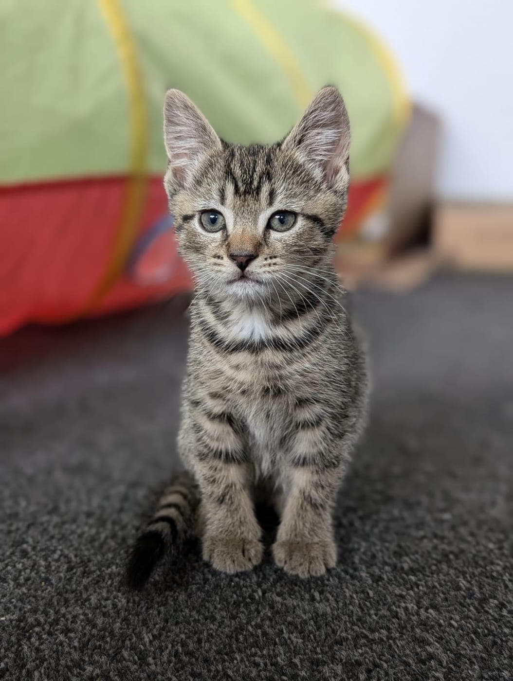 A tabby kitten at home