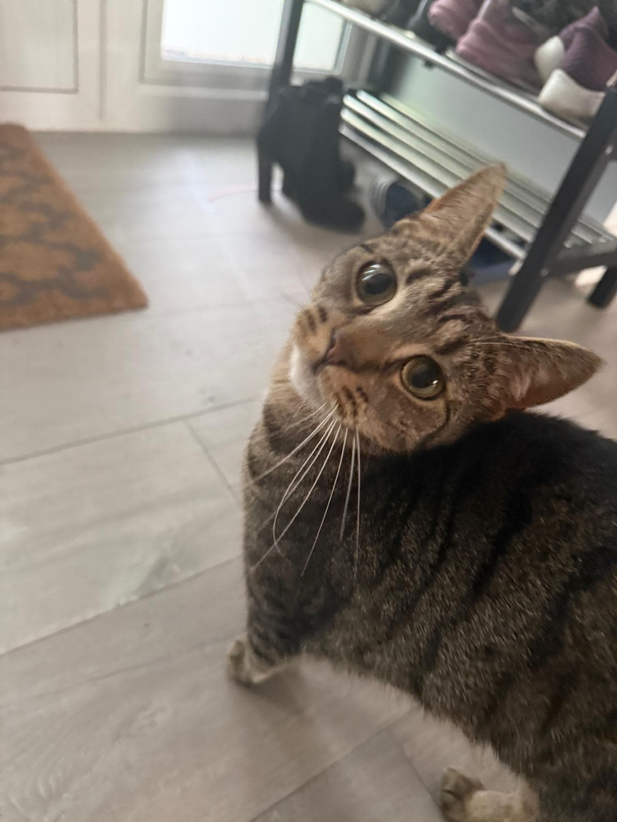 A tabby cat looking up from a tiled kitchen floor