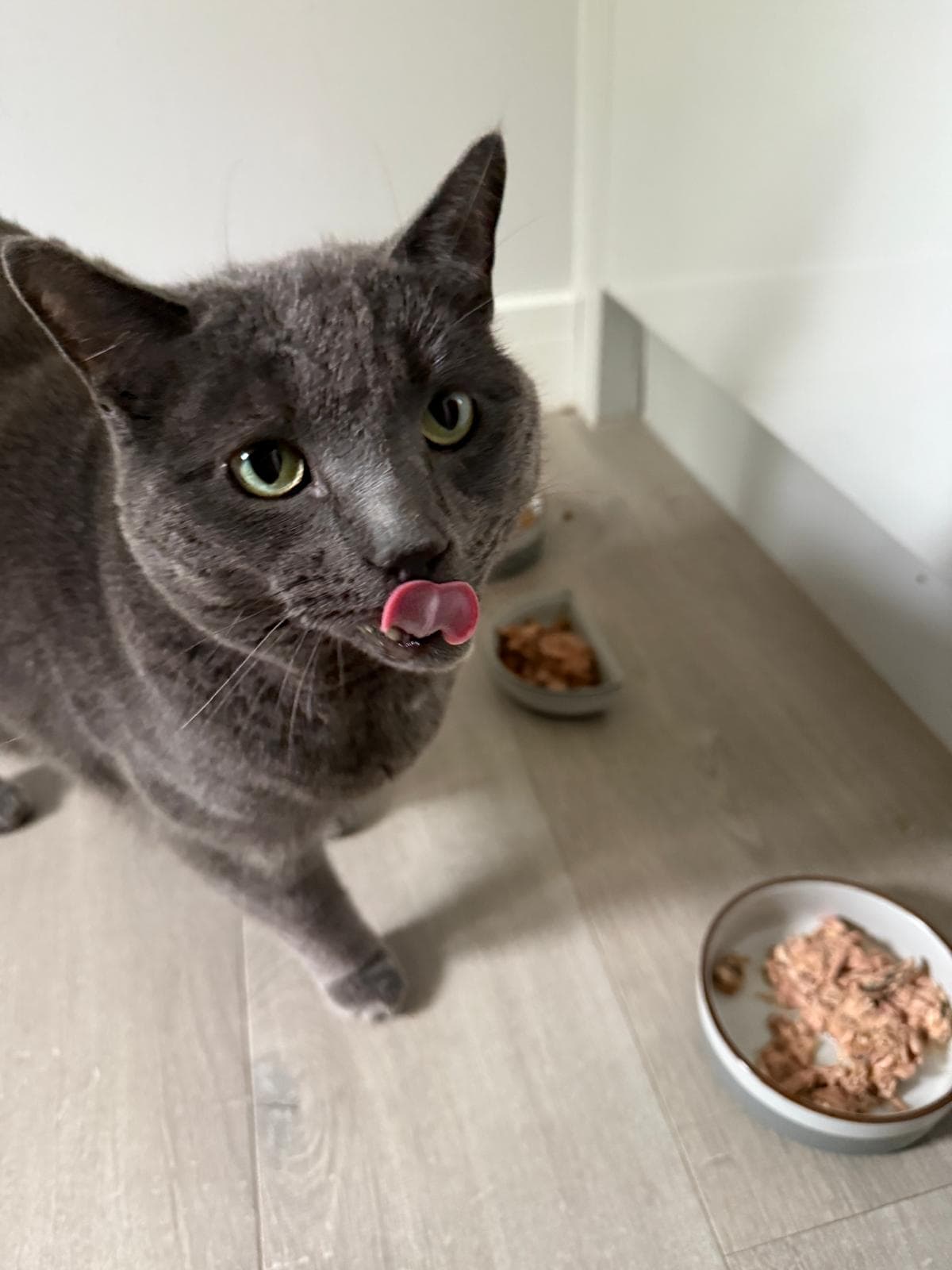 A grey cat licking its lips beside its food bowls at home