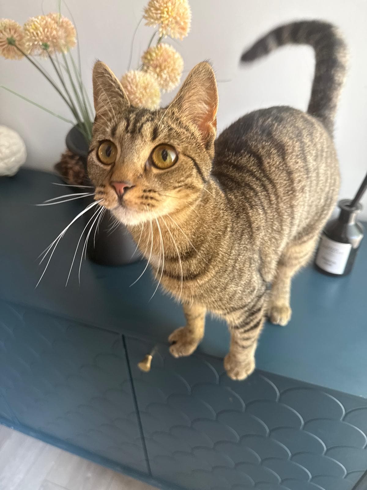 A tabby cat standing on a sideboard beside dried flowers